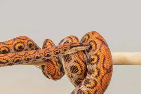 The colorful Python snake is curled into a ball on a piece of wood. Stock-Fotos