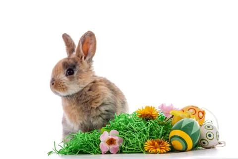 Colorful rabbit with Easter eggs on white background Stock Photos