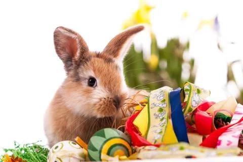 Colorful rabbit with Easter eggs on white background Stock Photos