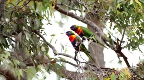 Colorful Rainbow Lorikeet birds perch on branch of tree in the wind Stock Footage 55120853