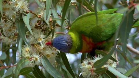 Colorful Rainbow Lorikeet Feeding on Eucalyptus Tree Blossoms 库存影片 341301582