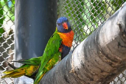 Colorful Rainbow Lorikeet Perched on Tree Branch in Zoo Enclosure Stock Photos