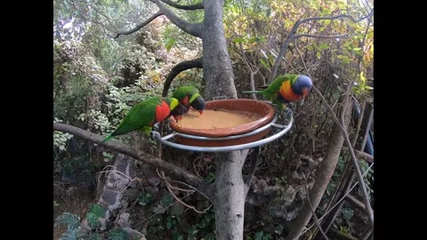 Colorful Rainbow Lorikeets Feeding – Exotic Birds at Tenerife Zoo Stock Footage 333780053
