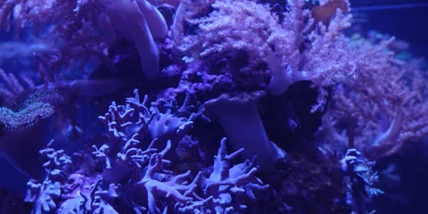 "Colorful Rare Deep-Sea Creature in Natural Habitat" Stock Footage 283003163