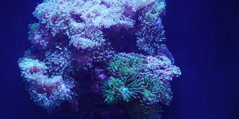 "Colorful Rare Deep-Sea Creature in Natural Habitat" Stock Footage 283003223