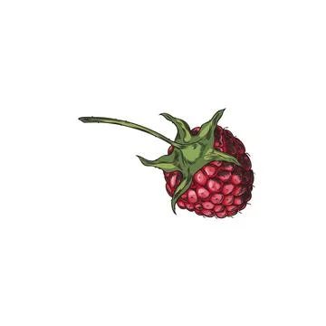Colorful raspberry vector illustration Illustrazione stock