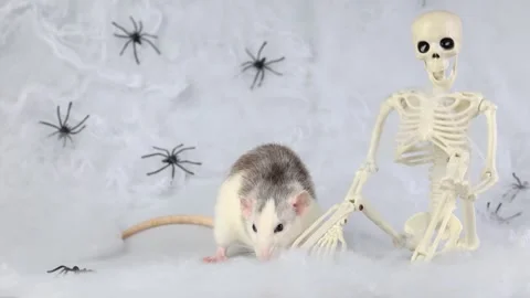 Colorful rat on the background of a web with spiders and a toy skeleton Video stock 286979230