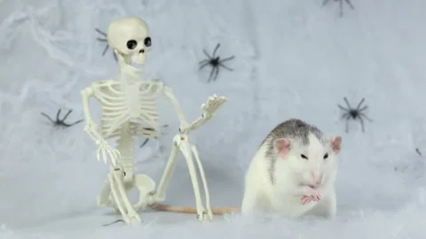 Colorful rat on the background of a web with spiders and a toy skeleton Stock Footage 286979343