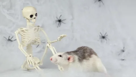 Colorful rat on the background of a web with spiders and a toy skeleton Video stock 286979432