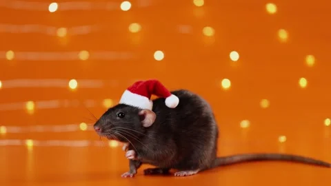 Colorful rat on orange background. Mouse portrait Stock Footage 293201868