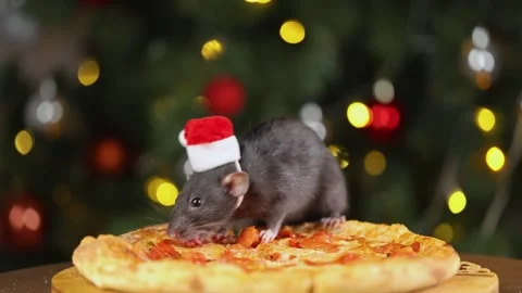 Colorful rat in red Santa hat celebrates holiday Stock Footage 295106981