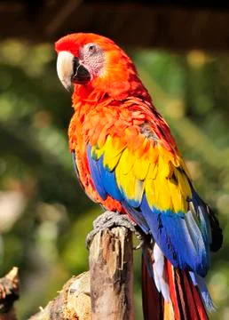 Colorful Red and Blue Macaw Stock Photos