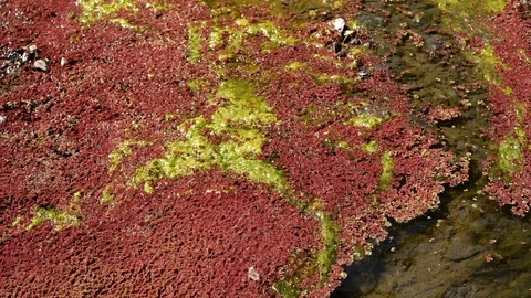 Colorful red azolla floating of the river Stock Footage 102040484