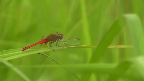 Colorful red dragonfly on the grass Stock Footage 81533108