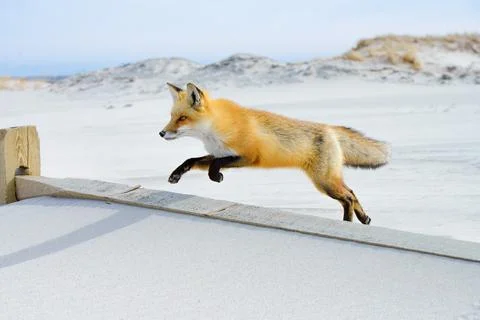 Colorful red fox leaping over a fence on the sand at the beach 写真素材