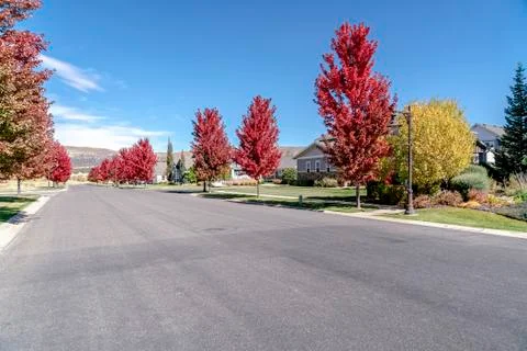 Colorful red maple trees with fall foliage Stock Photos