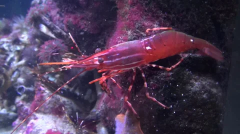 Colorful red shrimp Stock Footage 34348204