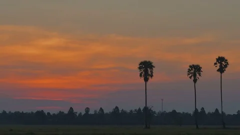 Colorful red sun disk time lapse in the rice field with Sugar palm tree. Country 库存影片 83965314