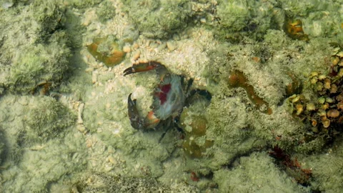 Colorful Reef Crab Scurrying Into a Rocky Coral Crevice Stock-Footage 337985553