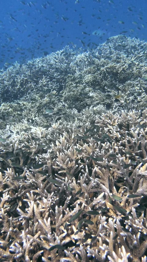 Colorful reef densely packed with reef fishes Stock Footage 325716009