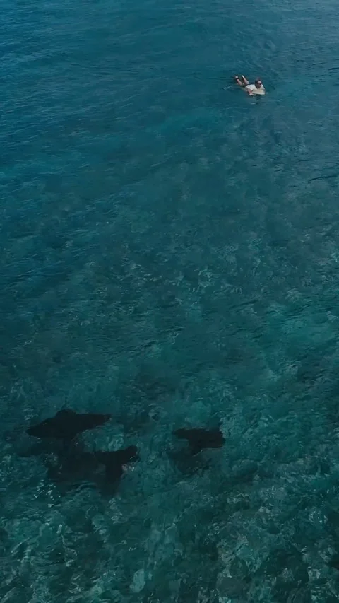 Colorful reef with drifting rays, surfer explores vibrant coral amid gentle rays Stock Footage 321993082