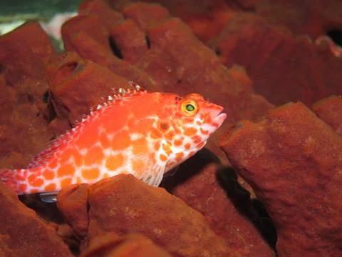Colorful reef fish Stock Photos