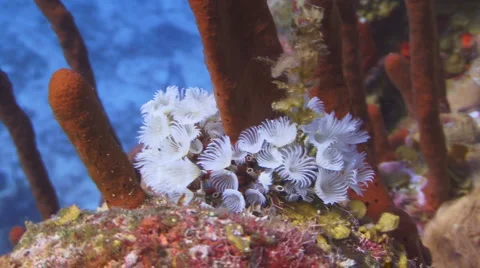 Colorful reef Stockbeeldmateriaal 1009891