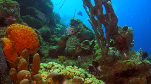 Colorful reef scene Video stock 47490463