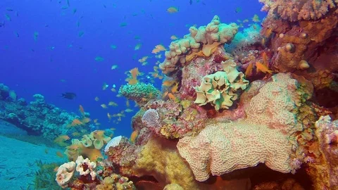 Colorful Reef Scene Stock Footage