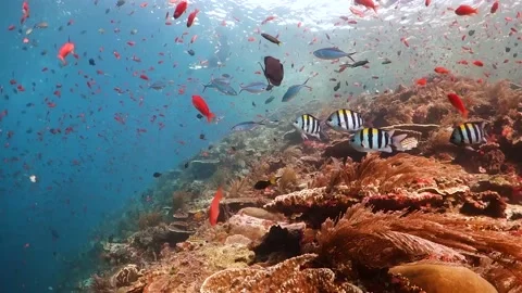 Colorful reef scene with thousands of tiny fish around the reef Stock Footage 130235903