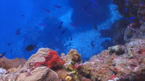 Colorful reef,scuba divers Видео 8774191