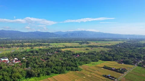 Colorful rice fields valley in Godean, Yogyakarta, Kulon Progo Stock Footage 339293915