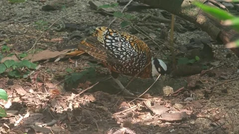 A colorful Ring-necked Pheasant eat the feed in the zoo Stock Footage 313788861