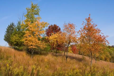 Colorful rolling trees Foto stock