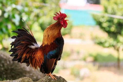 Colorful rooster crowing Stock Photos