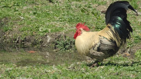 Colorful rooster drinks water in the water in the  puddle in the  countryside Stock Footage 113950737