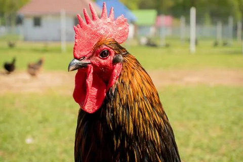 Colorful rooster head. Brown feather, red cock. Blurred background Stock Photos