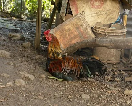 Colorful rooster resting on the ground in a rural farmyard setting chicken Stock Photos