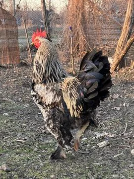 Colorful Rooster in Rustic Yard, Side View Stock Photos