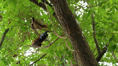 Colorful Rooster Standing High on a Tree Branch Surrounded by Dense Green Leaves Stock Footage 313626355