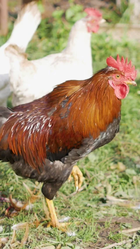 Colorful Rooster Walking On Grass In Vertical Format Stock Footage 340234469