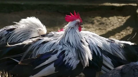 Colorful roosters in the farm. Stock Footage 70820081