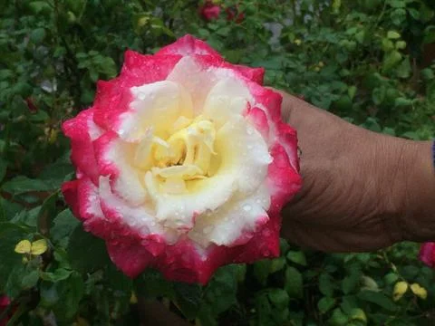 A colorful rose Foto stock