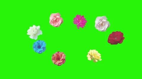 Colorful roses flowers elements animation chroma key, graphic source Video stock 153755445