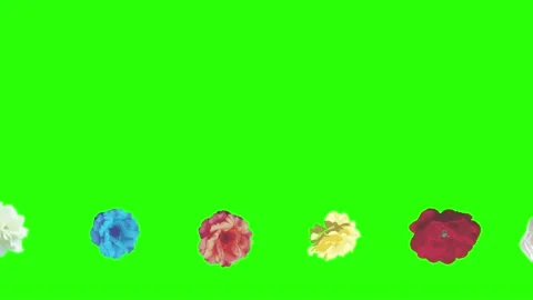 Colorful roses flowers elements animation chroma key, graphic source Video stock 153755481