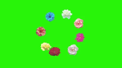 Colorful roses flowers elements animation chroma key, graphic source Video stock 153755488