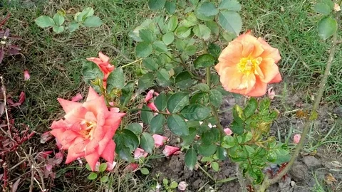 Colorful Roses Stock Footage 126492635