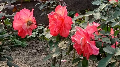 Colorful Roses Stock Footage 126722416