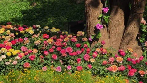 Colorful roses garden. Spring flowers. Stock Footage 309997553