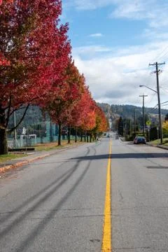 A colorful row of trees. Stock Photos
